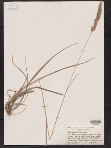 Calamagrostis cinnoides