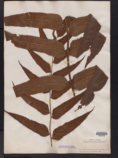Dryopteris