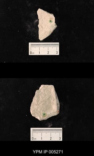 Sellardsia lecorioides