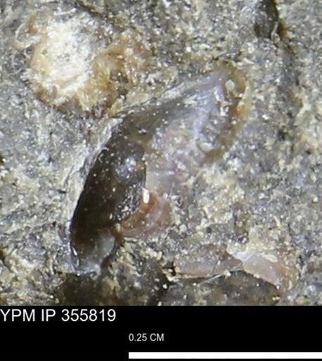 undet. Mollusca
