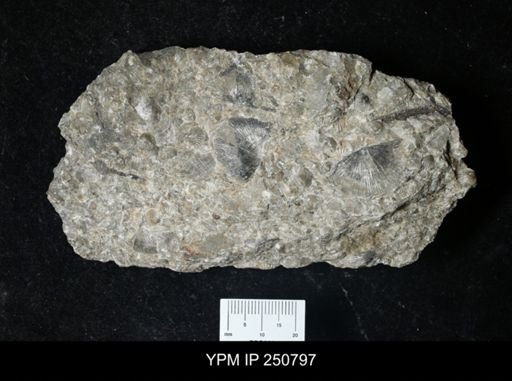 Strophodonta sp.