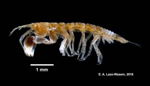 Apseudes propinquus