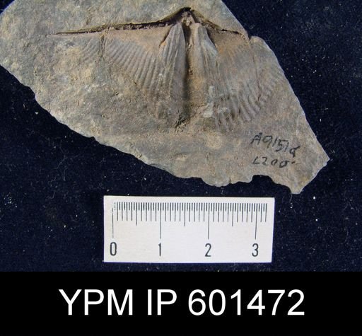 Mucrospirifer sp.