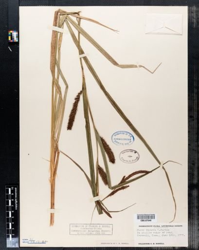 Carex lacustris