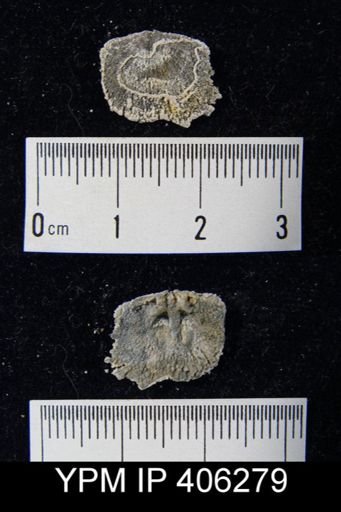 Resserella sp.