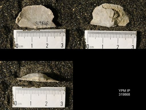 Chonetes granulifer meekanus