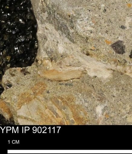undet. Mollusca