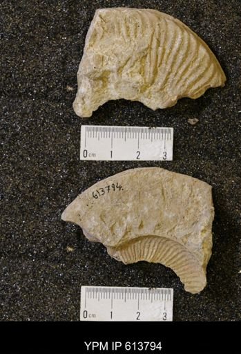 undet. Collignoniceratidae