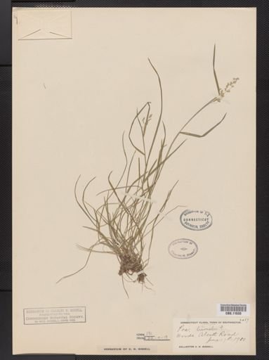 Poa trivialis