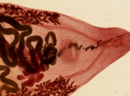 Prosthogonimus macrorchis