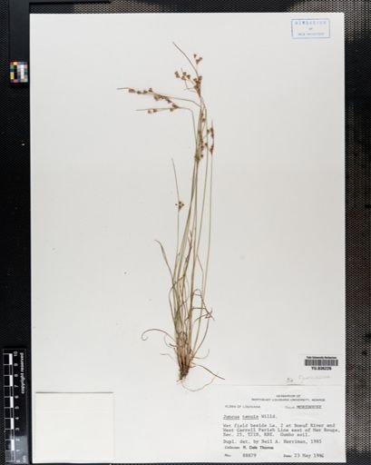 Juncus tenuis