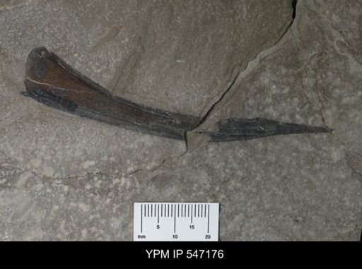 undet. Phyllocarida