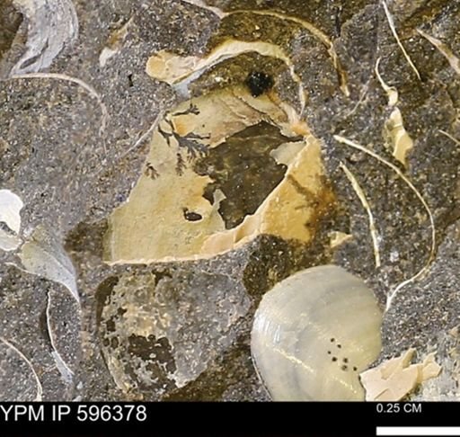 Limopsis striatopunctatus