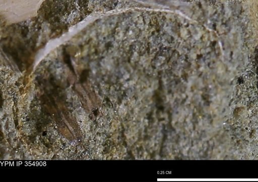 Mollusca