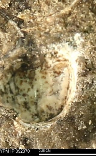 Protocardia subquadrata