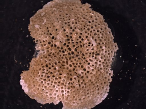 Borgella pustulosa