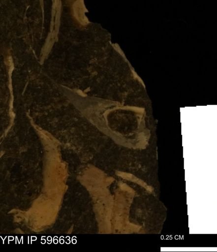 undet. Mollusca
