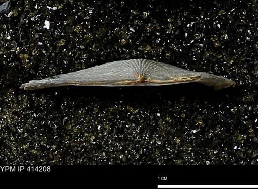 Devonochonetes mucronatus?