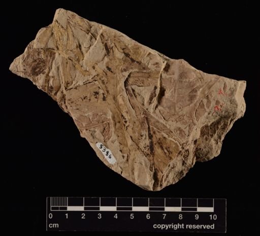 Cladophlebis sp.