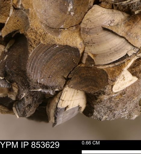 Limopsis striatopunctatus
