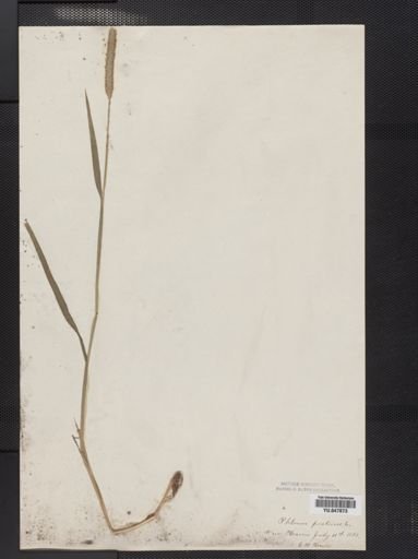 Phleum pratense