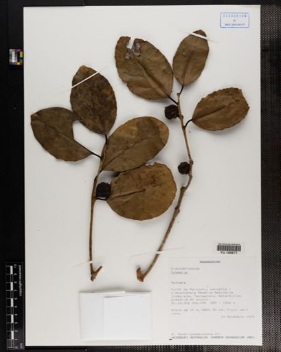 Plantae