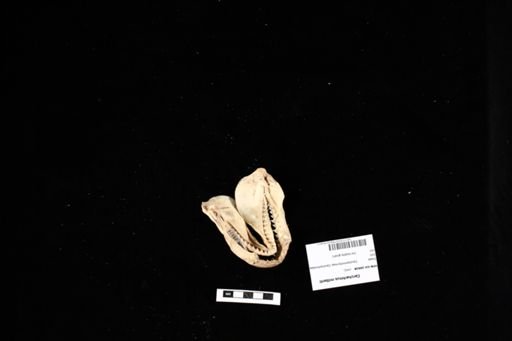 Carcharhinus milberti