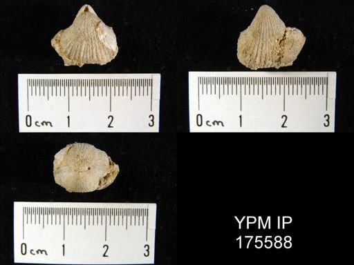 undet. Rhynchonellida