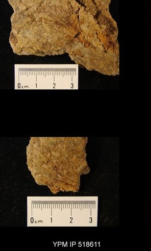 undet. Crinoidea