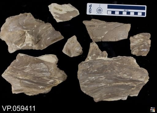 undet. Mosasauridae