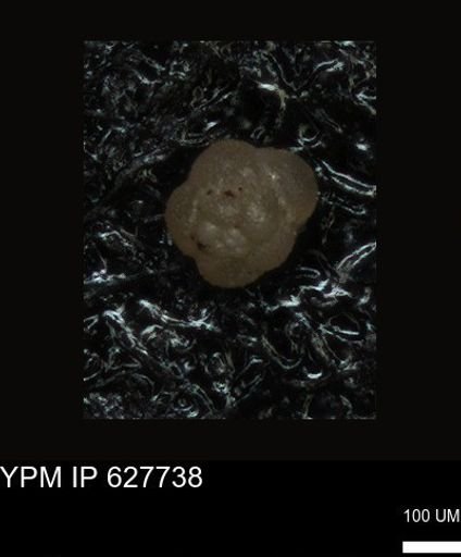 undet. Foraminiferida