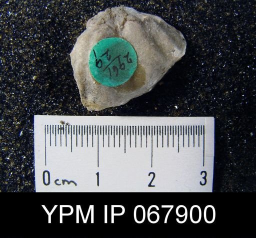 Delthyris perlamellosa
