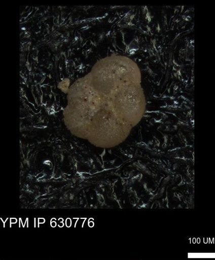 undet. Foraminiferida