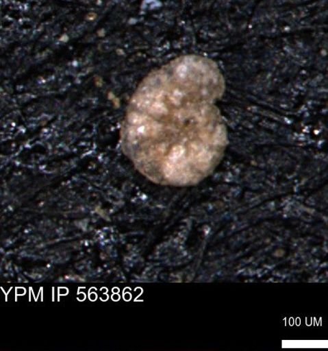 Alveolophragmium linki