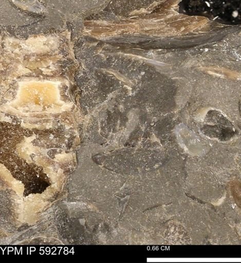 undet. Mollusca