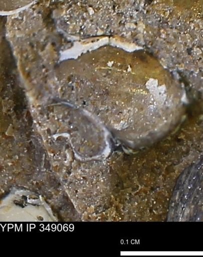 undet. Gastropoda