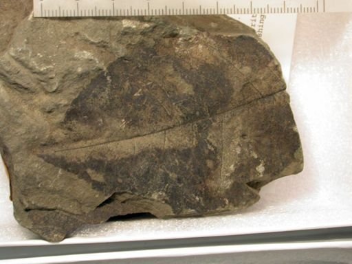 Angiospermopsida