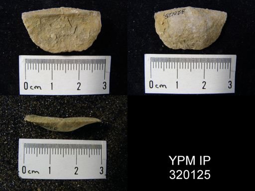 Chonetes granulifer meekanus