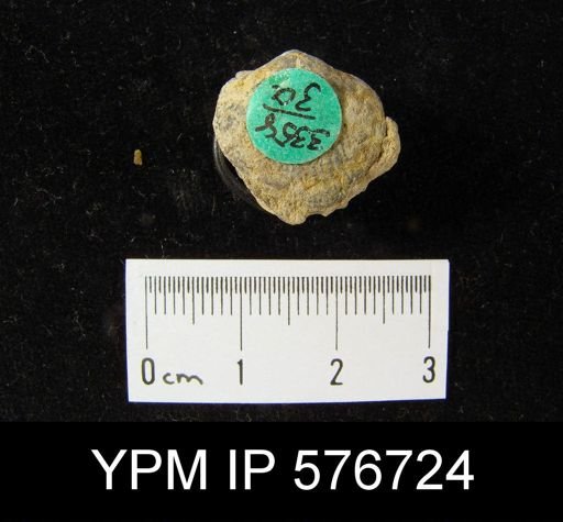 Atrypa sp.