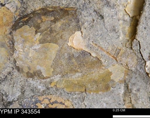 undet. Bivalvia