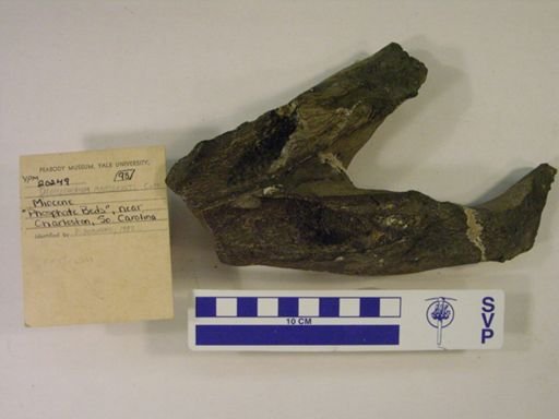 Dioplotherium manigaulti