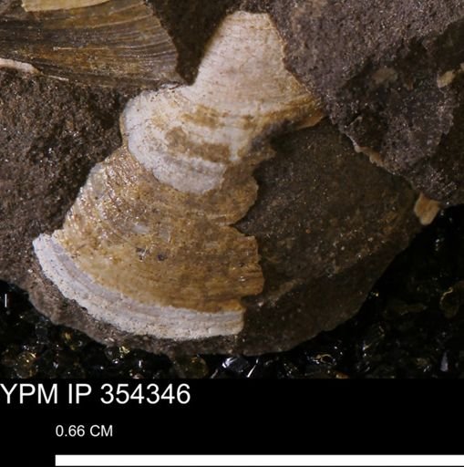 undet. Bivalvia