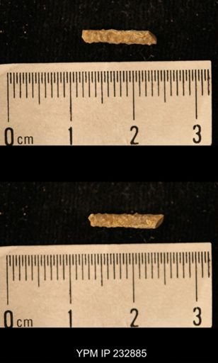 Archaeocidaris sp.