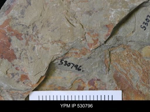 undet. Arthropoda