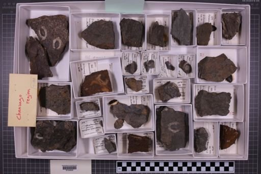 mixed taxa, stratigraphic collection