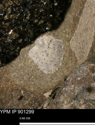 undet. Mollusca