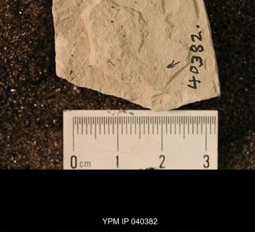 Palaeomanteidae