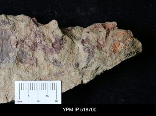 undet. Rhombifera