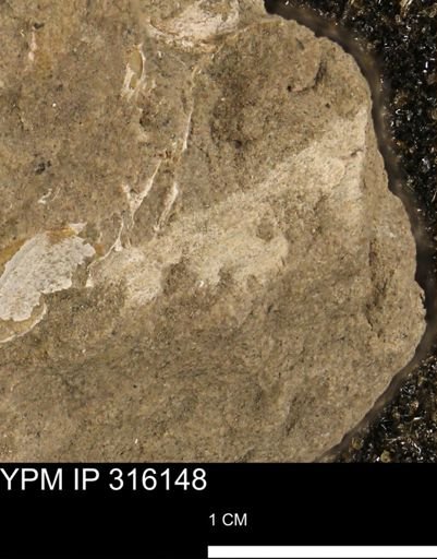 undet. Bivalvia