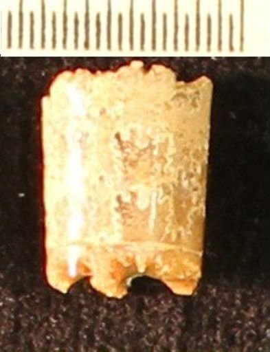 Baculites